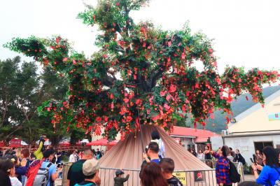 旧正月香港★豬事大吉！今年も願掛けの木にミカン投げ！香港許願節2019　～林村許願樹～