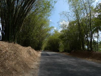 セントエリザベス バンブーアベニュー(Bamboo Avenue, St. Elizabeth)