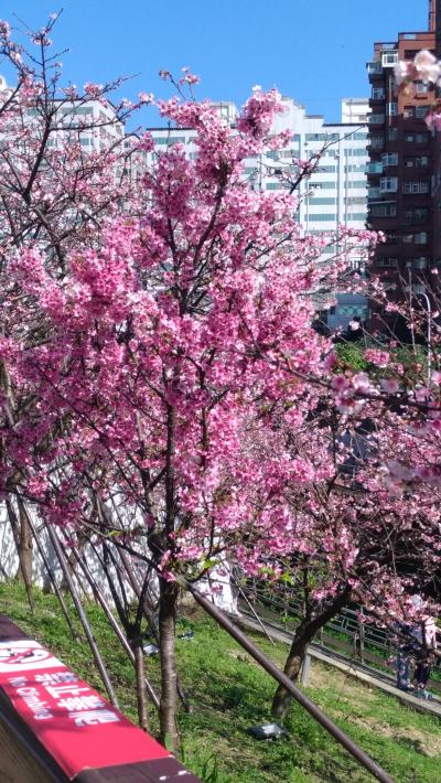 臺灣の正月料理　と　お花見  と