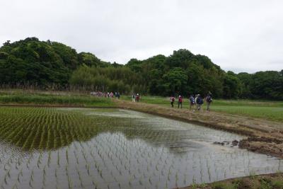 初夏の里山散策会ー千葉県印西市 浦部谷津田の自然と光堂