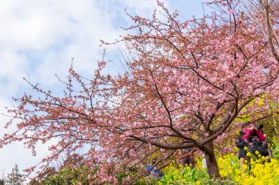 河津サクラを楽しみに2019年春～まつださくらまつりとアグリパーク嵯峨山苑～