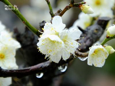 光明院から京の冬の旅智積院ほか3月3日と4日の撮影！2019年