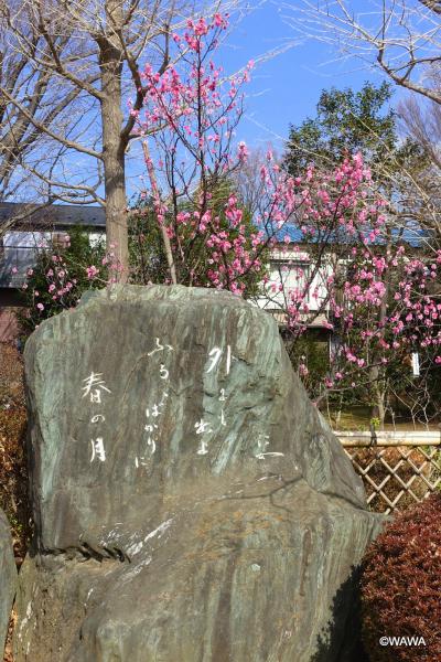 せたがや梅まつりで羽根木公園に初訪問