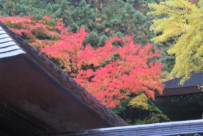 2018秋、群馬と長野の名城り(12/20)：10月27日(2)：安楽寺(2)：紅葉と黄葉の境内