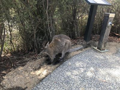 オセアニアふたり旅inタスマニア島②