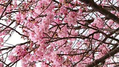 河津桜を見て、海鮮昼食を堪能