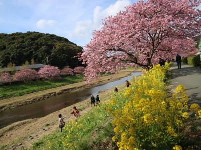 河津桜と菜の花畑 南伊豆