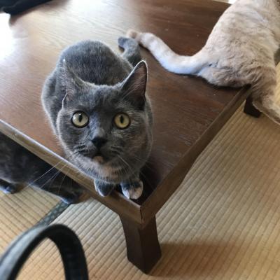 神奈川県 猫スポット に関する旅行記 ブログ フォートラベル
