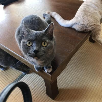 猫好き母娘　猫に惹かれて初真鶴で猫まみれ