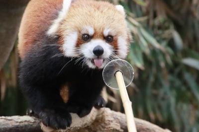 神戸レッサーパンダと神戸牛グルメの旅（５）神戸どうぶつ王国（前編）はじめましてレモンくん！～レッサーパンダがいるアジアの森やエントランスのカピバラの赤ちゃんからアフリカの湿地まで