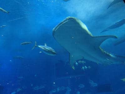 2月 沖縄2泊3日 首里城＊美ら海水族館＊古宇利島＊市内観光