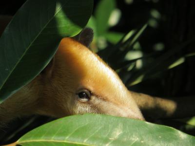 あなた誰？　上野動物園の年パスを更新して新しい発見