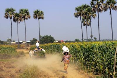ポン友と二人でミャンマーの旅　　バガンでエーヤワディー川対岸の村に…、そしてマンダレーへ