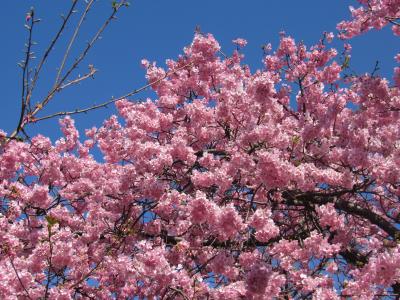 今年の河津桜は早過ぎる～！