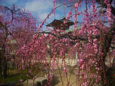 ２０１９年２月　山口・防府　防府天満宮の梅まつりと二コラ・テスラ展へ