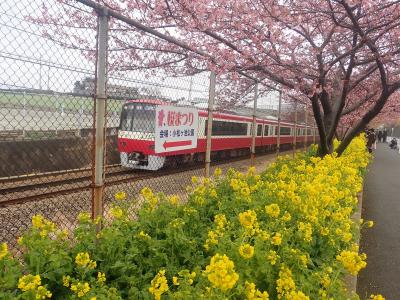 三浦海岸桜まつり～河津桜と菜の花と京急電車（ピンクと黄と赤のコラボ）