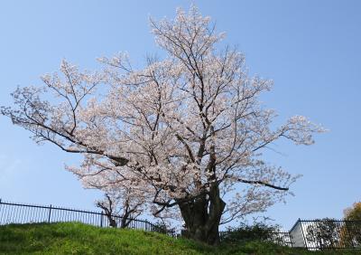 2018 春・神戸花咲