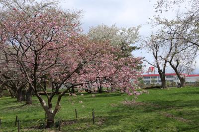 南北海道の桜2　青葉ヶ丘公園・オニウシ公園