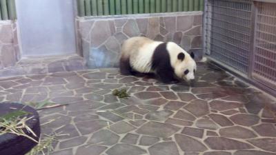 兵庫旅行②魚の棚商店街で明石焼き・王子動物園 ・神戸市役所展望ロビー