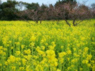 渥美半島菜の花まつりと伊良湖岬の夕日