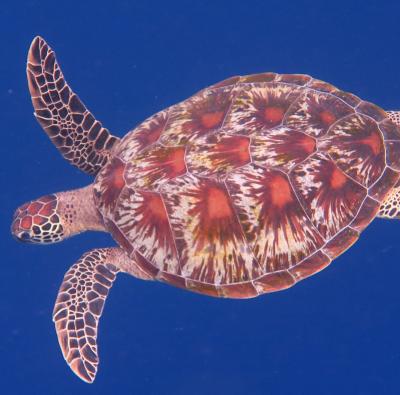 ノンダイバーだって珊瑚礁の海で遊びたいんだってば！シラデン島への旅②