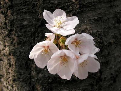 春 関西・桜の名所図会 (海津大崎, 彦根城, 原谷苑, 平野神社, 円山公園, 桜之宮公園, 姫路城)