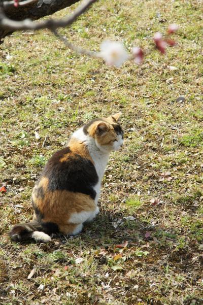 20190224-2 浜離宮庭園 菜の花畑と梅の花と → 築地 国税局横の河津桜