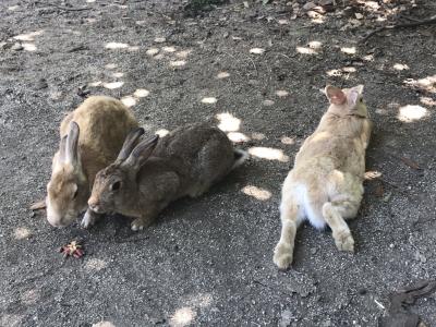 真夏のうさぎ島（大久野島）へ