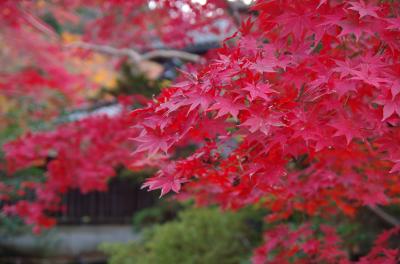 2017年11月　紅葉を見に新潟へ（1日目-2）～中野邸へ