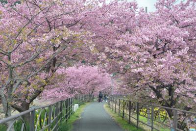 早春の伊豆　河津桜は満開でした。