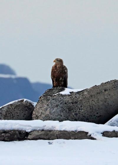 201９年２月野鳥撮影記録 　Ⅴ　網走流氷の海をオーロラ号で