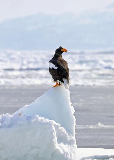 201９年２月野鳥撮影記録 　Ⅵ　羅臼流氷と野付半島