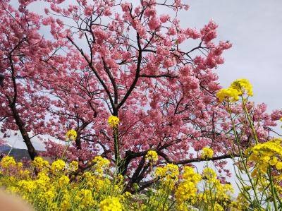 河津桜と静岡観光一日目