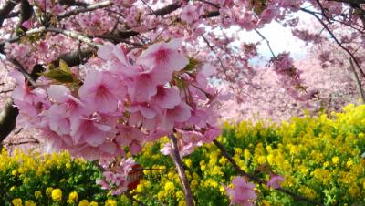 河津は遠いと思っていたら少し近くにいいとこあった　松田町の河津桜2019