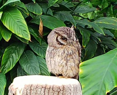 河津桜と静岡観光二日目
