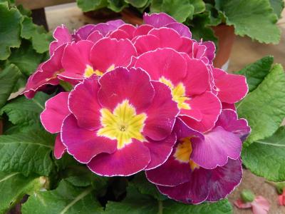 ガーデンセンターで見られた春の花⑳