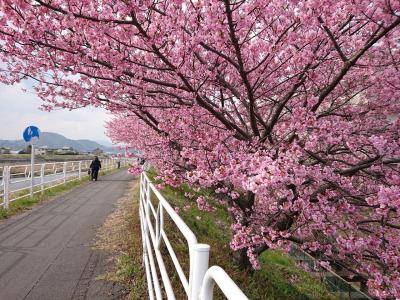 静岡の旅