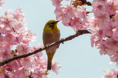 河津桜とメジロ　2019