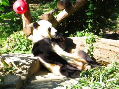 ヨガやってる??北京動物園!!台風21号で欠航の北京!!2018年8月～9月 中国西安＋北京＋名古屋　9泊10日1人旅(個人旅行)１７