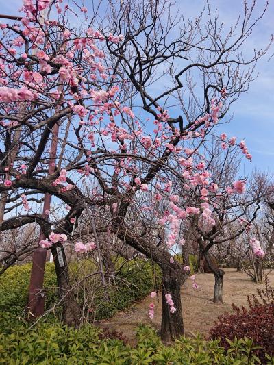 2019.2.22　羽根木公園の梅まつりと東京メトロ24時間切符