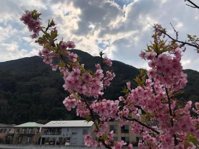 伊豆スカイライン経由でゆく河津桜と伊豆温泉