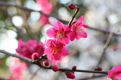 池上梅林、今見頃です・・・