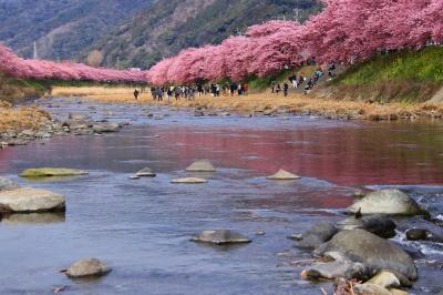 河津桜満開見頃