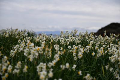 伊豆下田、水仙まつり(爪木崎)