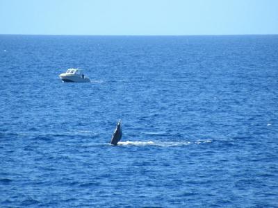 10回目ハワイ★２日目～３日目　今回はクジラを見るぞーの旅