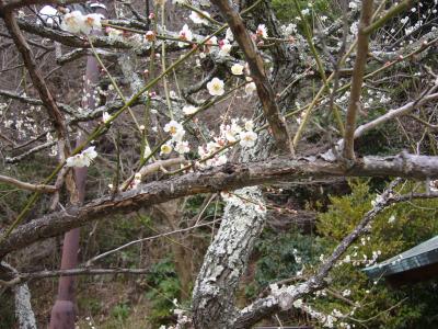 鎌倉の古社寺へ行き、梅の花を愛でてきました