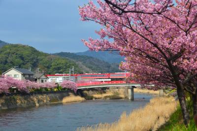 美しい春みいつけた！　桜満開の東伊豆・河津にてピンクの河津桜と黄色い菜の花の競演をめでる