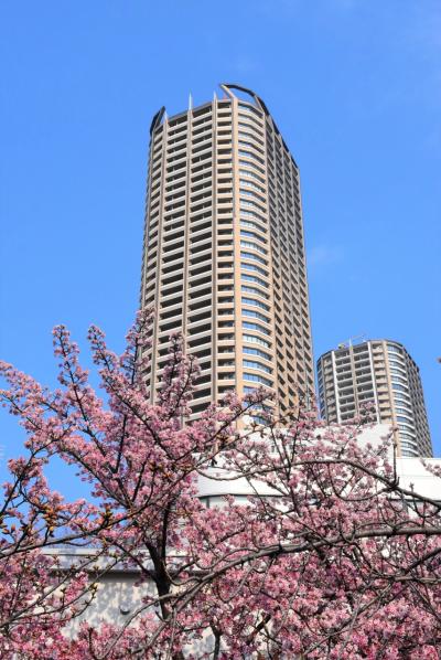 二ヶ領用水の花散歩2019 ～中原・武蔵小杉を彩る初春の花～（川崎）