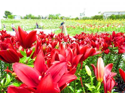 大阪舞洲ゆり園・さきしまコスモタワー展望台１／３　2018年6月