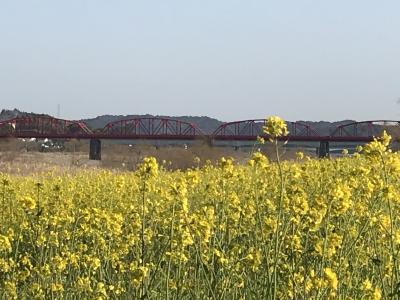 早春の花　ｉｎ　高知（ちょっと寄り道）